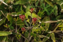 Rhododendron molle japonicum