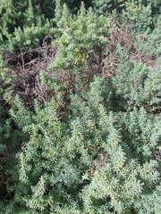 Suaeda plumosa