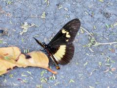Acraea aganice aganice