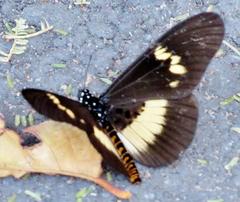Acraea aganice aganice