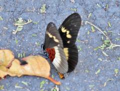 Acraea aganice aganice