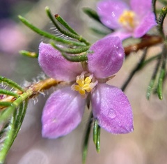 Boronia stricta