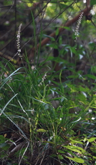 Liriope graminifolia