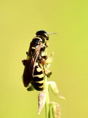 Myzinum carolinianum