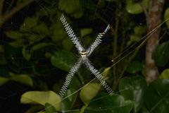 Argiope caledonia
