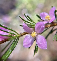 Boronia stricta