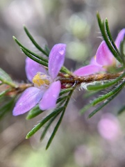 Boronia stricta