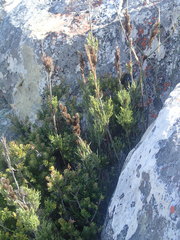 Thamnochortus cinereus