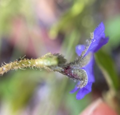 Dampiera hederacea