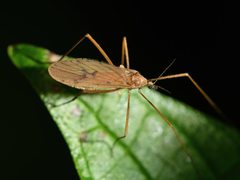 Amphineurus insulsus