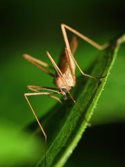 Amphineurus insulsus