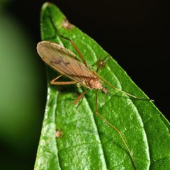 Amphineurus insulsus