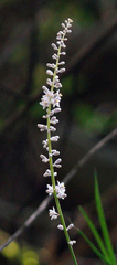 Liriope graminifolia