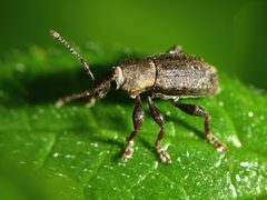 Chalepistes compressus