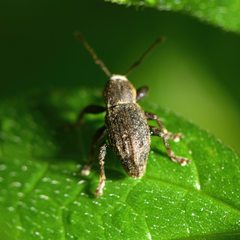 Chalepistes compressus