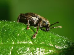 Chalepistes compressus