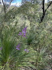 Comesperma ericinum