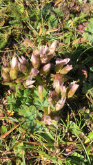 Gentianella campestris