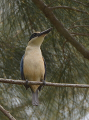 Todiramphus sanctus canacorum