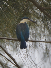 Todiramphus sanctus canacorum