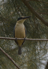 Todiramphus sanctus canacorum