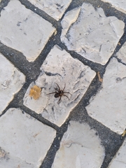 Steatoda nobilis