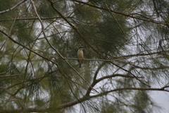 Todiramphus sanctus canacorum