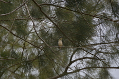 Todiramphus sanctus canacorum