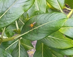 Oxyopes