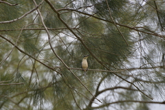 Todiramphus sanctus canacorum