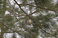 Todiramphus sanctus canacorum