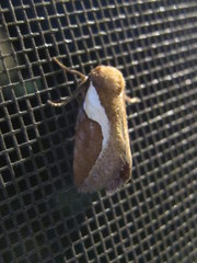 Prolimacodes trigona