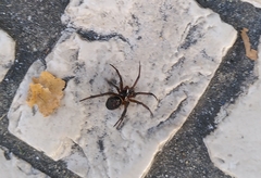 Steatoda nobilis