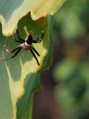 Argiope aemula