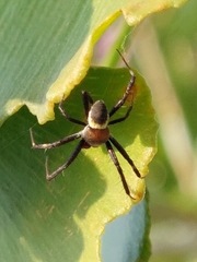 Argiope aemula