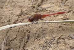 Diplacodes bipunctata
