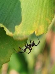 Argiope aemula