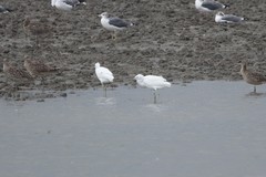 Egretta eulophotes