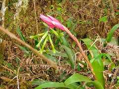 Billbergia distachia