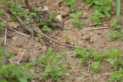 Diplacodes bipunctata