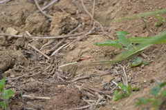Diplacodes bipunctata