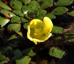 Ludwigia sedoides