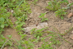 Diplacodes bipunctata