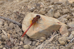 Diplacodes bipunctata
