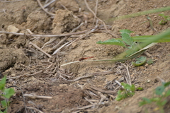 Diplacodes bipunctata