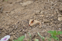 Diplacodes bipunctata