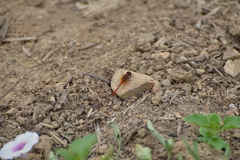 Diplacodes bipunctata