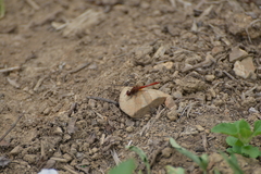 Diplacodes bipunctata