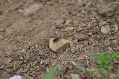 Diplacodes bipunctata