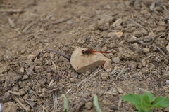 Diplacodes bipunctata